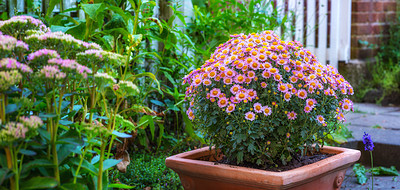 Buy stock photo Flower pot with a pink daisy bush flowering outside in a lush green garden in spring. Wide angle closeup of overgrown planter and pot plant growing in a vibrant rural backyard with copy space