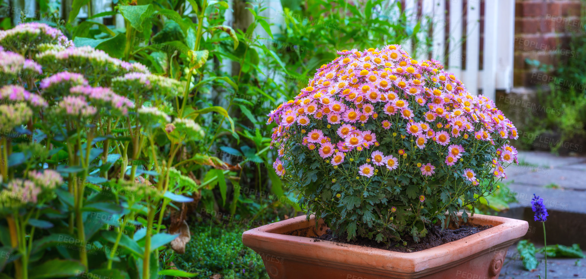 Buy stock photo Flower pot with a pink daisy bush flowering outside in a lush green garden in spring. Wide angle closeup of overgrown planter and pot plant growing in a vibrant rural backyard with copy space