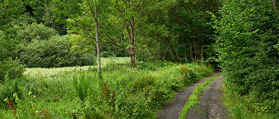 Buy stock photo Landscape view of a dirt road road in a countryside leading to a lush green forest and woods in Germany. Travel to remote fields and meadows. Quiet scenery with trees, bushes, shrubs, lawn and grass