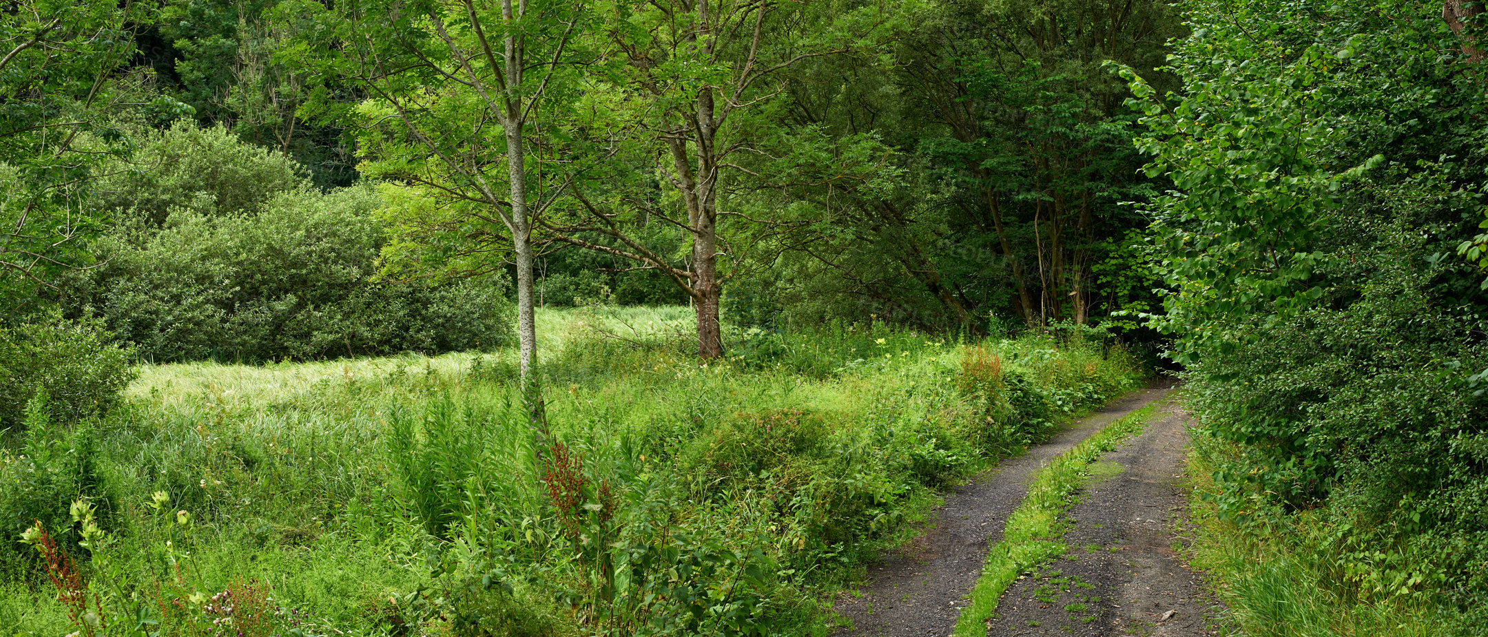 Buy stock photo Landscape view of a dirt road road in a countryside leading to a lush green forest and woods in Germany. Travel to remote fields and meadows. Quiet scenery with trees, bushes, shrubs, lawn and grass