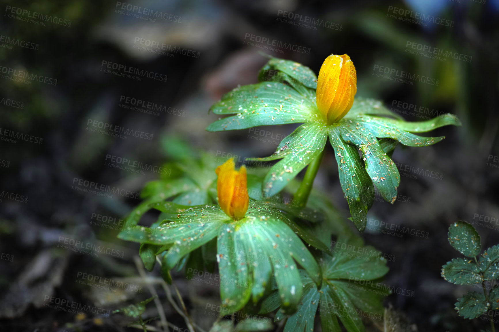 Buy stock photo Closeup of winter aconite flowers growing in soil in a home backyard or botanical garden. Eranthis hyemalis blossoming, blooming and flowering in nature. Passionate about gardening and horticulture