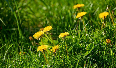 Buy stock photo Yellow daisy flowers blooming in a beautiful spring garden. Vibrant perennial flower heads thriving in nature. Decorative gardening flower plants with thorn twigs in a bright green park or a backyard