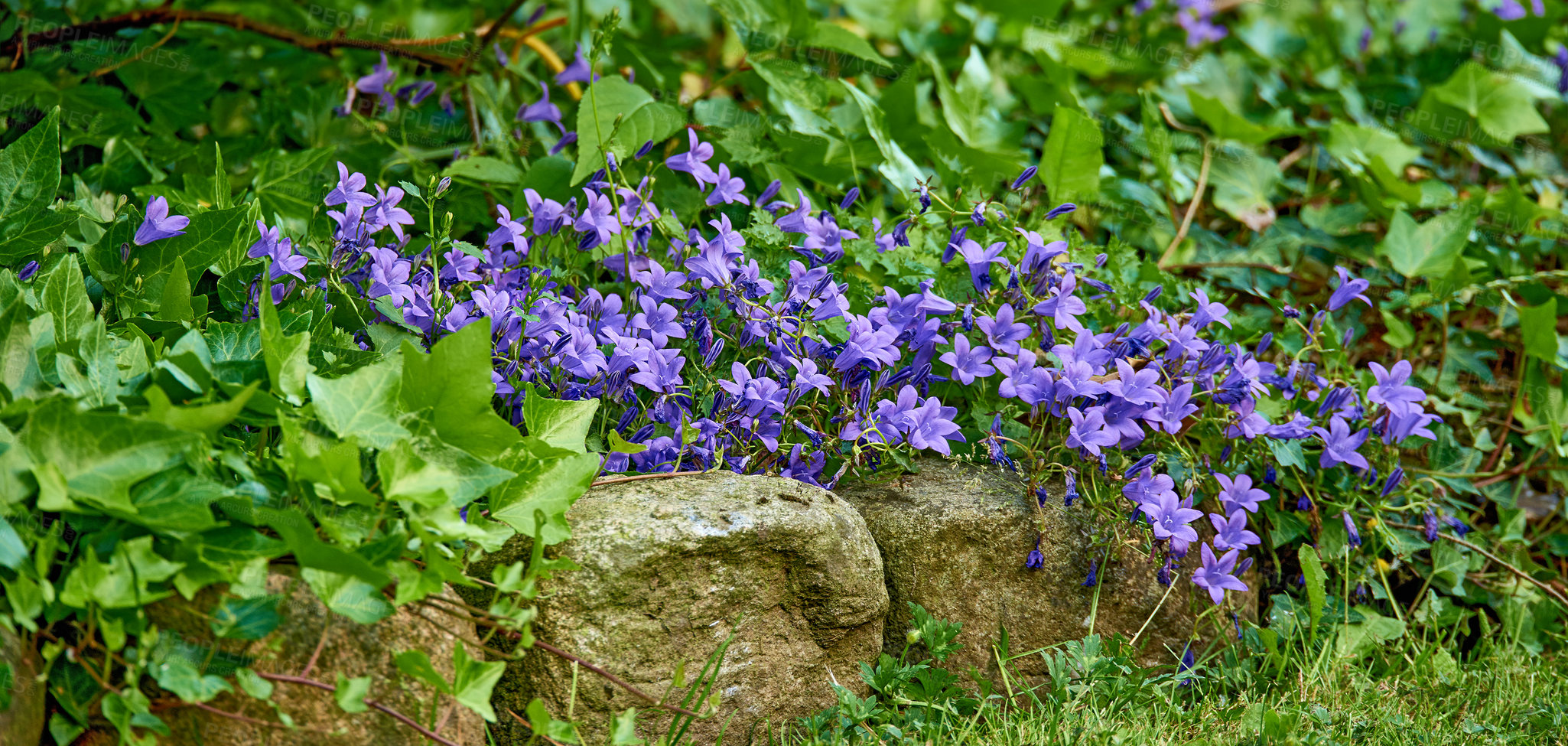 Buy stock photo Overgrown flowerbed with blue flowers and ivy vines in a backyard in the country. Delicate indigo hardy geraniums growing in a european garden in spring outside. Wide angle of wild blossoms in nature