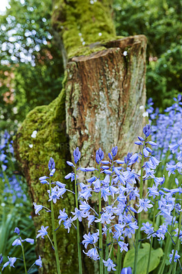 Buy stock photo Blue forget me nots growing at the base of a tree in a beautiful garden or forest. A view of small perennials in an evergreen forest with fresh green in lush foliage against a nature background