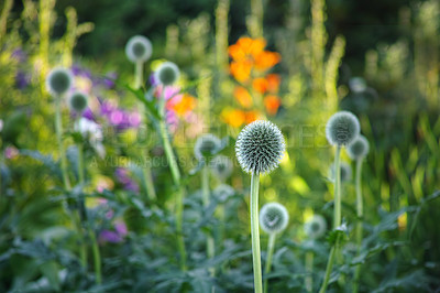 Buy stock photo Closeup of dandelions growing in a field with lush grass and foliage. A countryside landscape in a forest wilderness with flowers blooming in spring on uncultivated and secluded land in a meadow