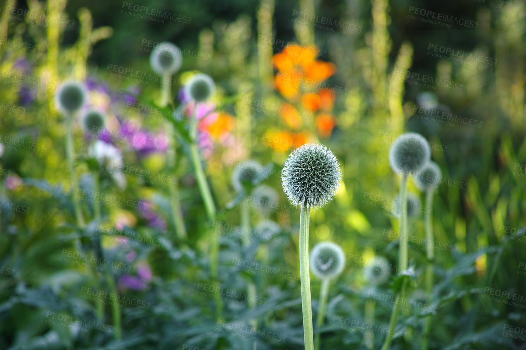 Buy stock photo Closeup of dandelions growing in a field with lush grass and foliage. A countryside landscape in a forest wilderness with flowers blooming in spring on uncultivated and secluded land in a meadow