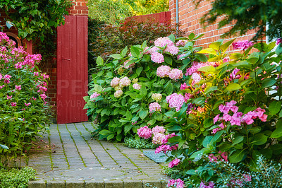 Buy stock photo Pink spring flowers growing in a lush green backyard garden. Beautiful flowering plants blossoming on a lawn or pathway of a house. Bush of beautiful flora blooming and sprouting in a yard in summer