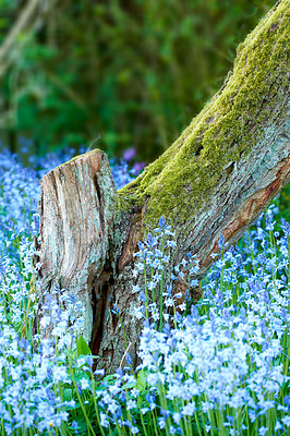 Buy stock photo Blue forget me nots growing at the base of a tree in a beautiful summer forest. A scenic view of small perennials in an evergreen forest with fresh green in lush foliage against a natural background