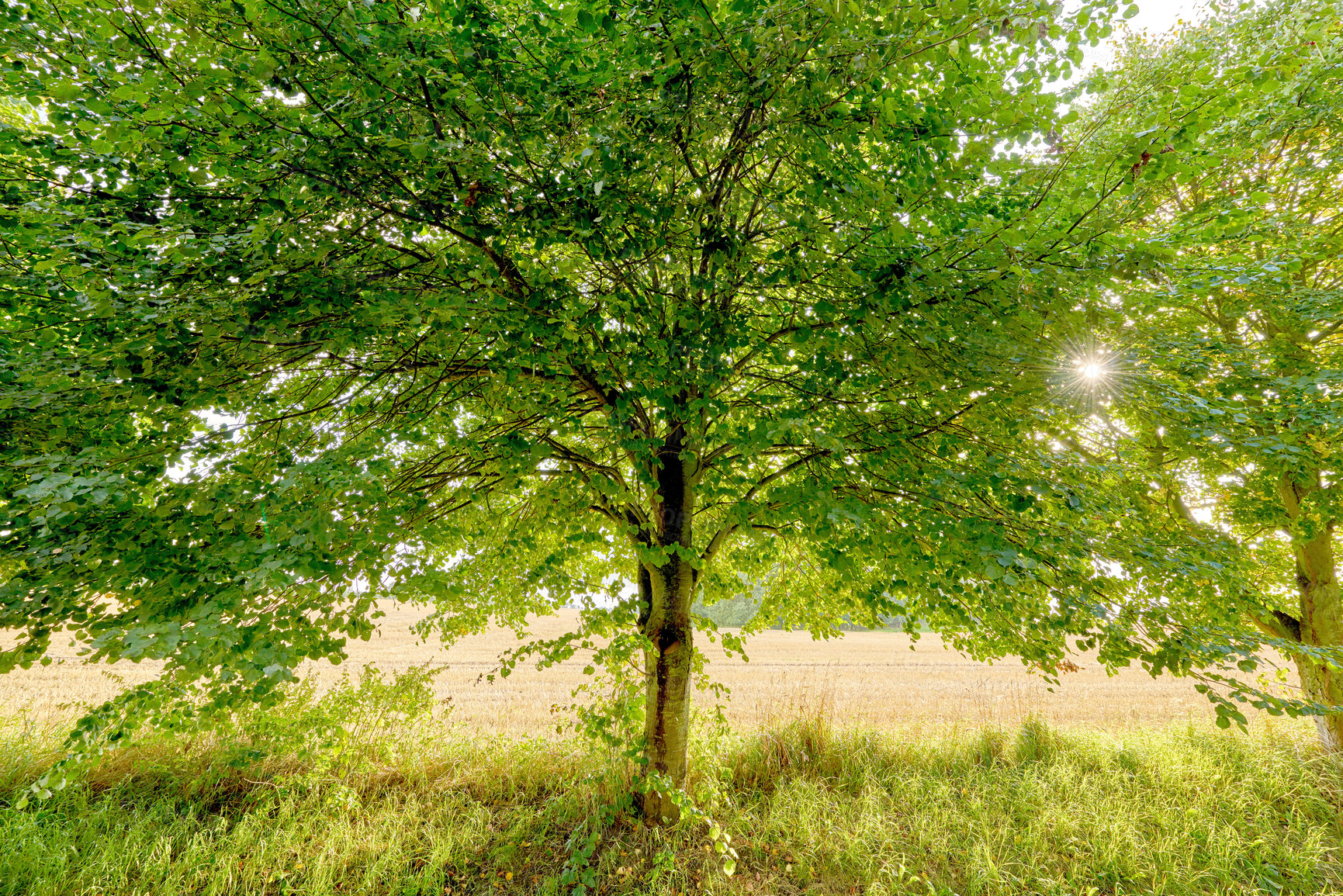 Buy stock photo Hardwood forest uncultivated - Denmark