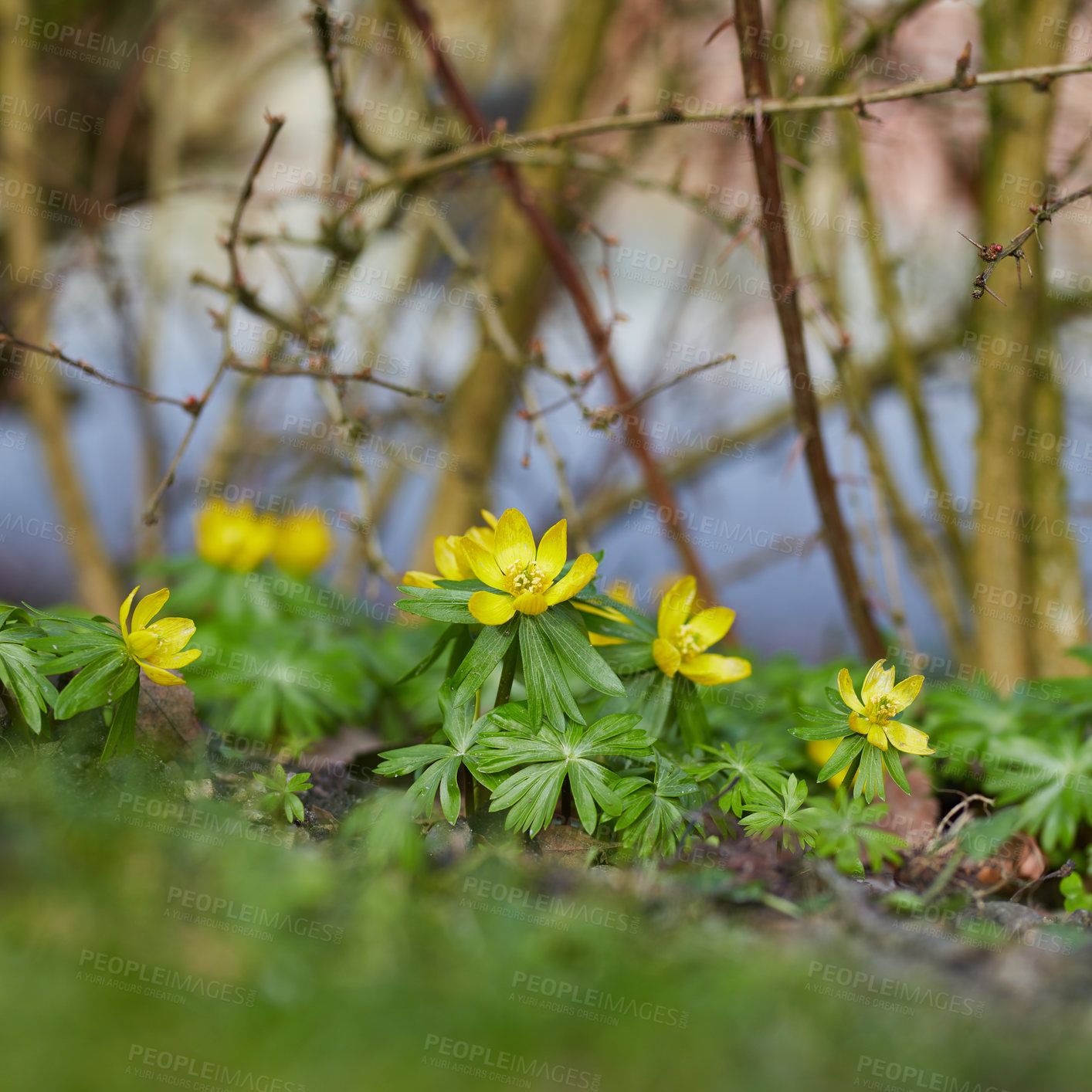 Buy stock photo Decorative gardening of Winter Aconite or buttercup flowering plants with thorn twigs in a green backyard. Yellow flowers blooming in spring garden. Vibrant perennial flower heads thriving in nature