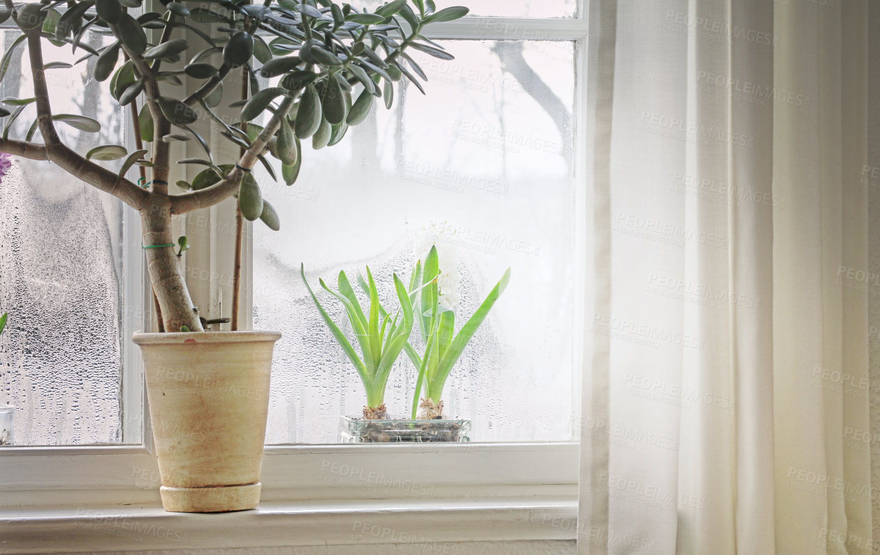 Buy stock photo Two Senecio Crassissimus in pot plants, growing on a bright, well lit windowsill in a house. Green plants with leafy shoots sprouting behind glass, adding zen and beauty in nature to a corner space