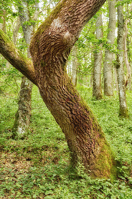 Buy stock photo Big tree trunk covered in moss, growing in a quiet green forest. Texture and patterns of a stump in beautiful undisturbed nature, surrounded by lots of greenery and lush leaves, bushes and plants