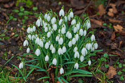 Buy stock photo Closeup of wild Snowdrop flowers growing in a garden or forest. Zoom in on texture and bell shape of white petals in a peaceful park. Soothing nature in harmony on quiet, calm afternoon in spring 