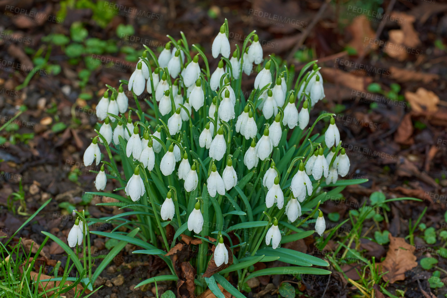 Buy stock photo Closeup of wild Snowdrop flowers growing in a garden or forest. Zoom in on texture and bell shape of white petals in a peaceful park. Soothing nature in harmony on quiet, calm afternoon in spring 