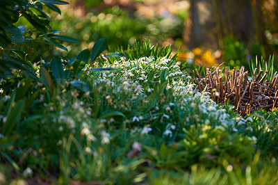 Buy stock photo A beautiful garden in spring with white flowers growing outdoors in green grass. Low angle of bright and vibrant forest ground with lush foliage on a summer afternoon in nature