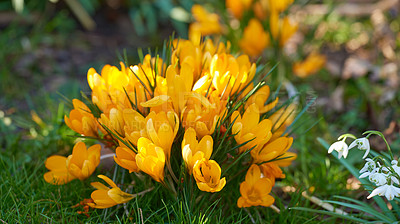 Buy stock photo Closeup of Crocuses against soft day light with a blurry background. Zoom in on yellow seasonal flowers growing in a field or garden. Macro details, texture and natures pattern of a flowerhead