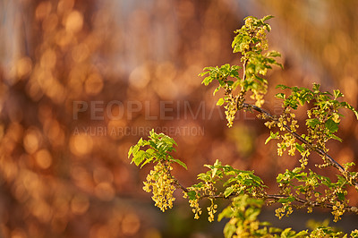 Buy stock photo Close up of green leaves growing in a garden in autumn with copy space. Zoom in on textures and patterns of a wild plant growing on green stems in a forest or park. Herbs with vibrant leaves budding