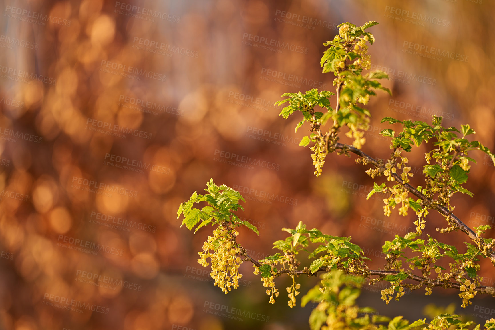 Buy stock photo Close up of green leaves growing in a garden in autumn with copy space. Zoom in on textures and patterns of a wild plant growing on green stems in a forest or park. Herbs with vibrant leaves budding