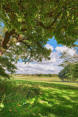 Buy stock photo Nature, countryside and field with trees in Denmark for environment, ecosystem and ecology. Natural background, landscape and meadow, plants and grass outdoors for terrain, growth and sustainability