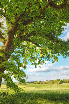 Buy stock photo Hardwood forest uncultivated - Denmark