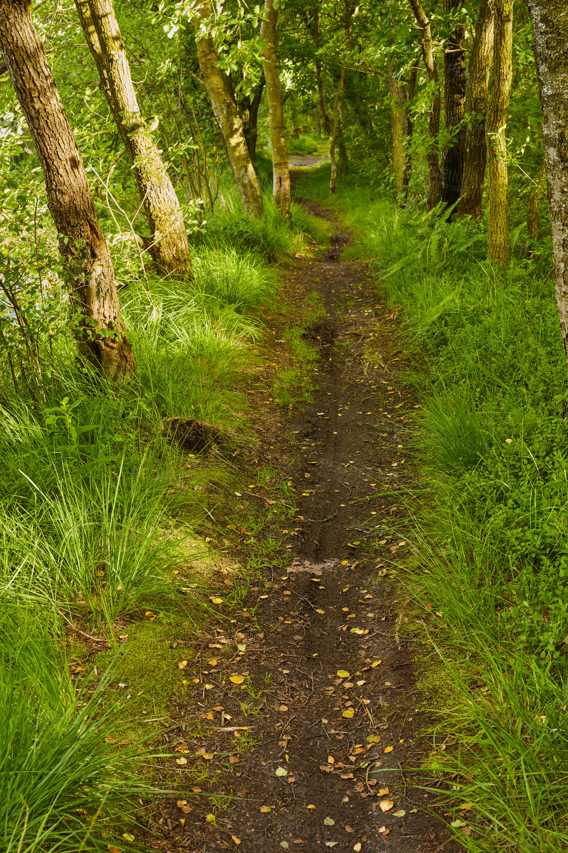 Buy stock photo Hardwood forest uncultivated - Denmark