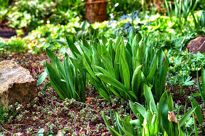 Buy stock photo Closeup of a fresh narrow-leaf plantain, Plantago lanceolata. A view of tall fresh green plants in a garden with varieties of flowers in blurred background in springtime. 