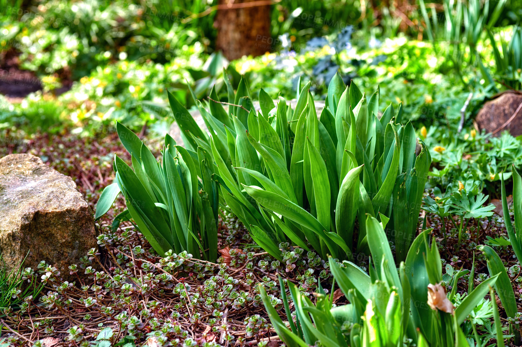 Buy stock photo Closeup of a fresh narrow-leaf plantain, Plantago lanceolata. A view of tall fresh green plants in a garden with varieties of flowers in blurred background in springtime. 