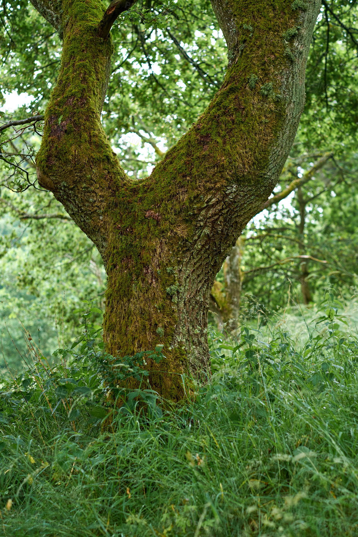 Buy stock photo Springtime images of garden, forest and landscape