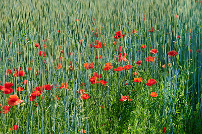 Buy stock photo Field of red poppy flowers growing in a green wheat field in summer on a sunny day outside. Uncultivated wild blooms in a colorful overgrown scenic landscape of a meadow with copy space background