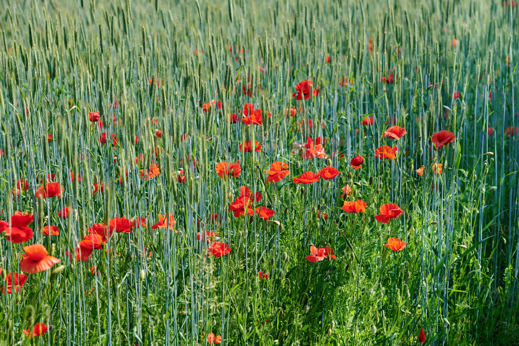 Buy stock photo Field of red poppy flowers growing in a green wheat field in summer on a sunny day outside. Uncultivated wild blooms in a colorful overgrown scenic landscape of a meadow with copy space background