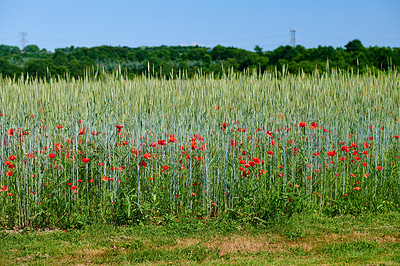 Buy stock photo Red poppy flowers blossoming in a wild field in nature on a sunny day. Copyspace and scenic landscape of colorful foliage in spring. View of a group of vibrant plants blooming and flowering outdoors