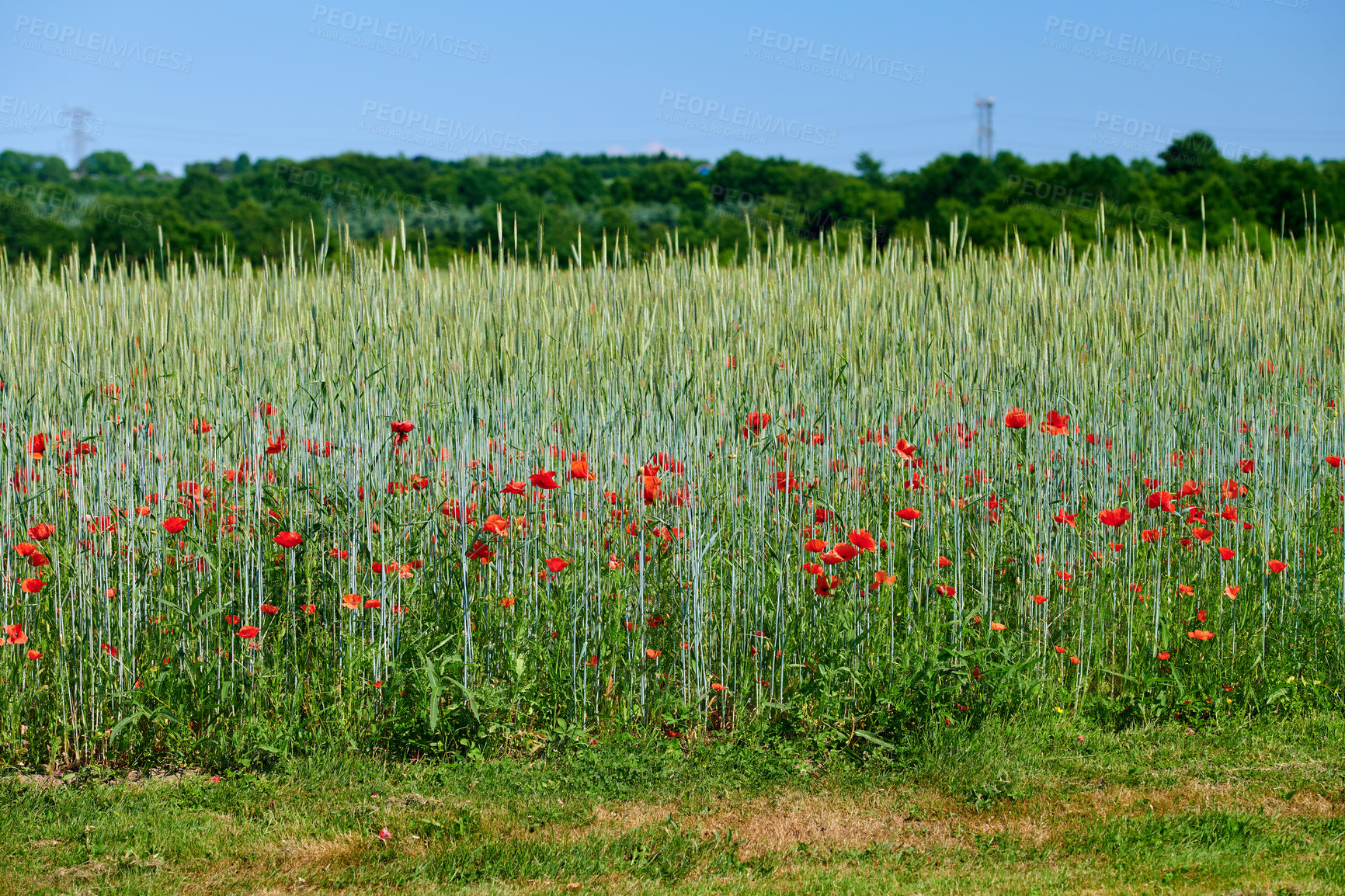 Buy stock photo Red poppy flowers blossoming in a wild field in nature on a sunny day. Copyspace and scenic landscape of colorful foliage in spring. View of a group of vibrant plants blooming and flowering outdoors