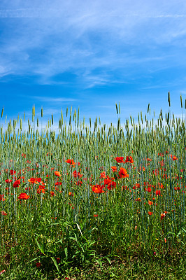 Buy stock photo Red poppy flowers bloom in a wild field in nature on a sunny day. Copyspace and scenic landscape of a colorful agricultural land in spring. Group of vibrant plants blooming and flowering in ecology 