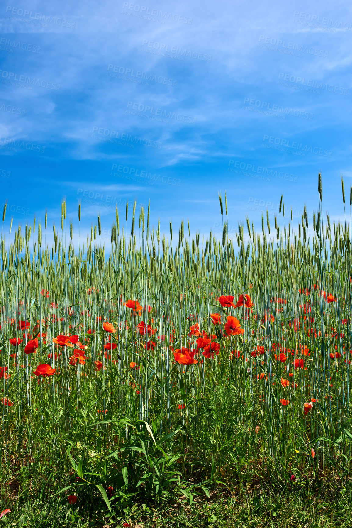 Buy stock photo Red poppy flowers bloom in a wild field in nature on a sunny day. Copyspace and scenic landscape of a colorful agricultural land in spring. Group of vibrant plants blooming and flowering in ecology 