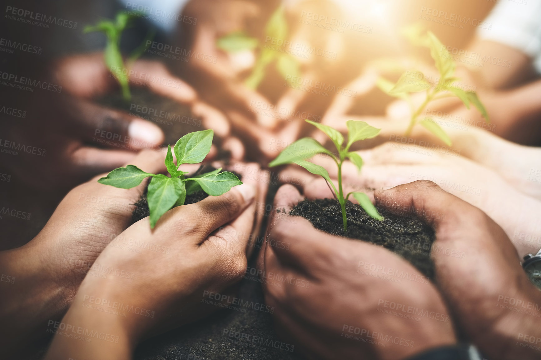 Buy stock photo People, group and hands with plants in nature for sustainability, eco friendly charity closeup and climate change. NGO volunteer team, sprout growth and ecology outdoor for environment accountability