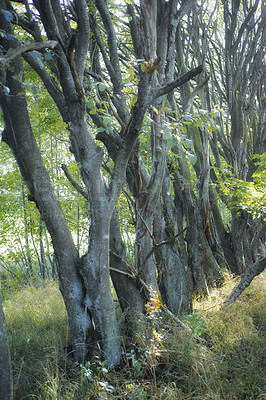 Buy stock photo Tall trees in a wild forest in summer. A wilderness landscape of various green vegetation with bushes and shrubs growing in nature or in a secluded uncultivated environment on a beautiful sunny day