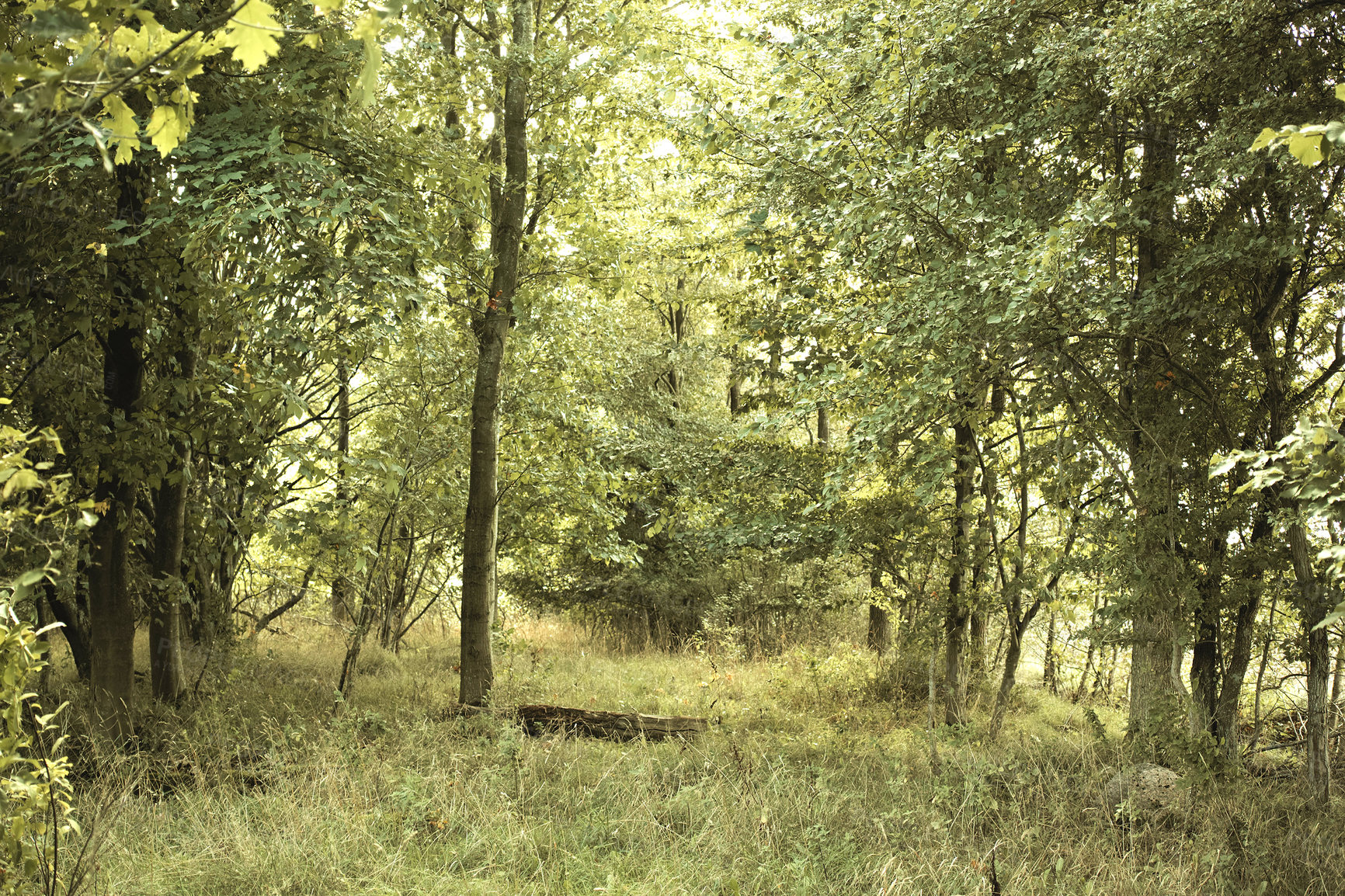 Buy stock photo Hardwood forest uncultivated - Denmark