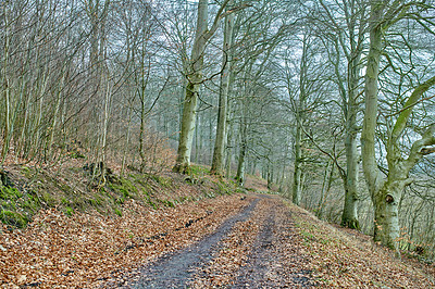 Buy stock photo Hardwood forest uncultivated - Denmark