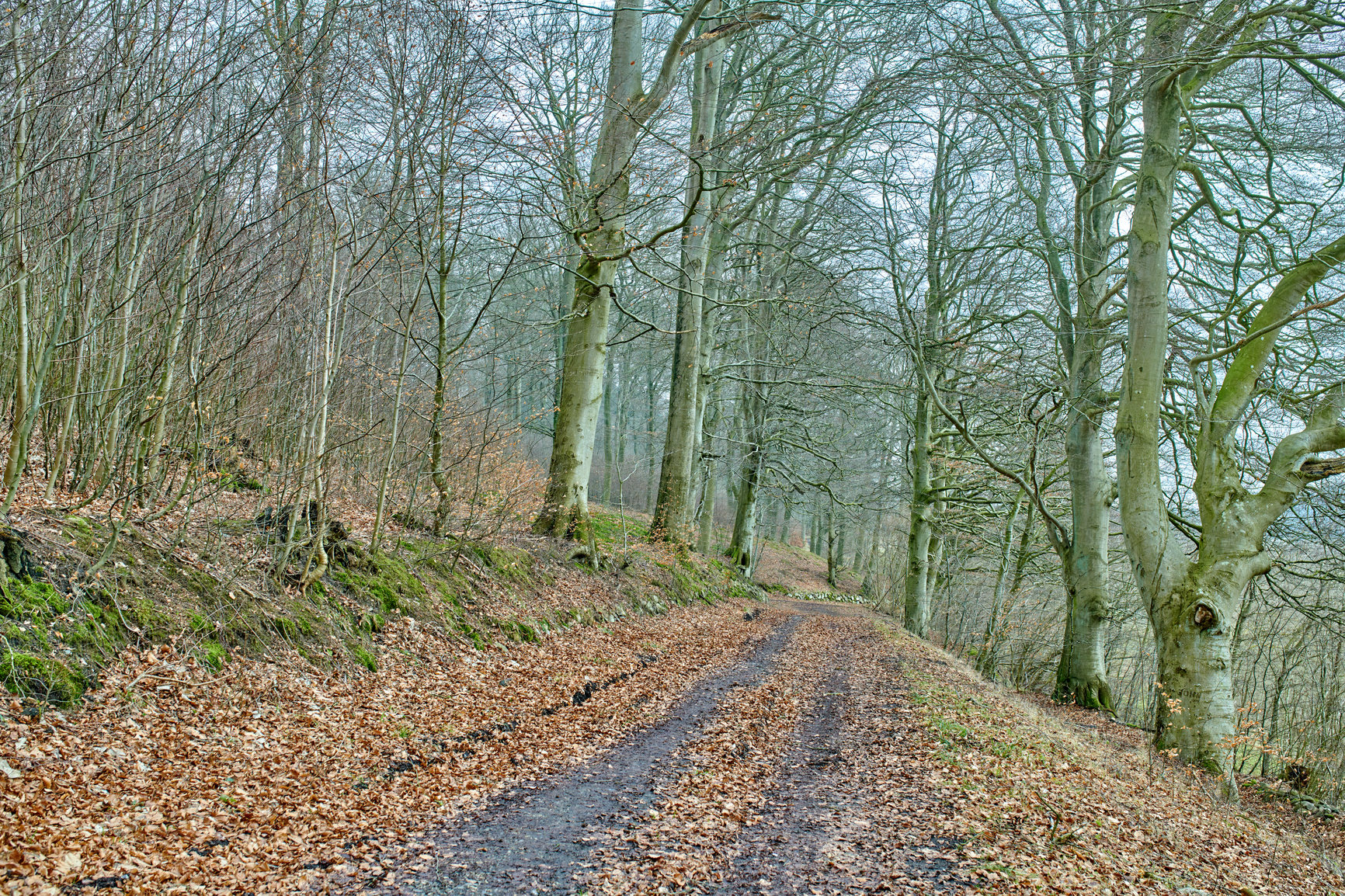 Buy stock photo Path, forest and trees with nature, environment and climate change with ecology. Empty, outdoor and countryside with woods, growth and sustainability with ecosystem, conservation and landscape