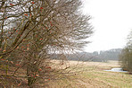 Hardwood forest - Denmark