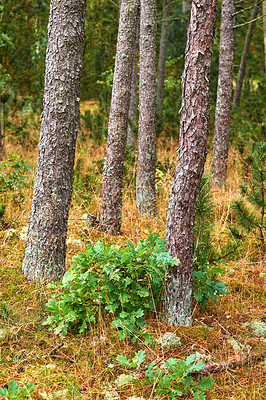 Buy stock photo Pine trees in a wild forest in summer. Landscape of various pines, green vegetation with bushes and shrubs growing in nature or in a secluded uncultivated environment on a beautiful sunny day