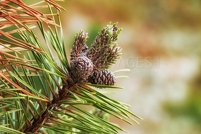 Buy stock photo Closeup of pine cones hanging on a fir tree branch with a bokeh background in the countryside of Denmark. Green needles on a coniferous cedar plant or shrub in remote nature reserve, forest or woods
