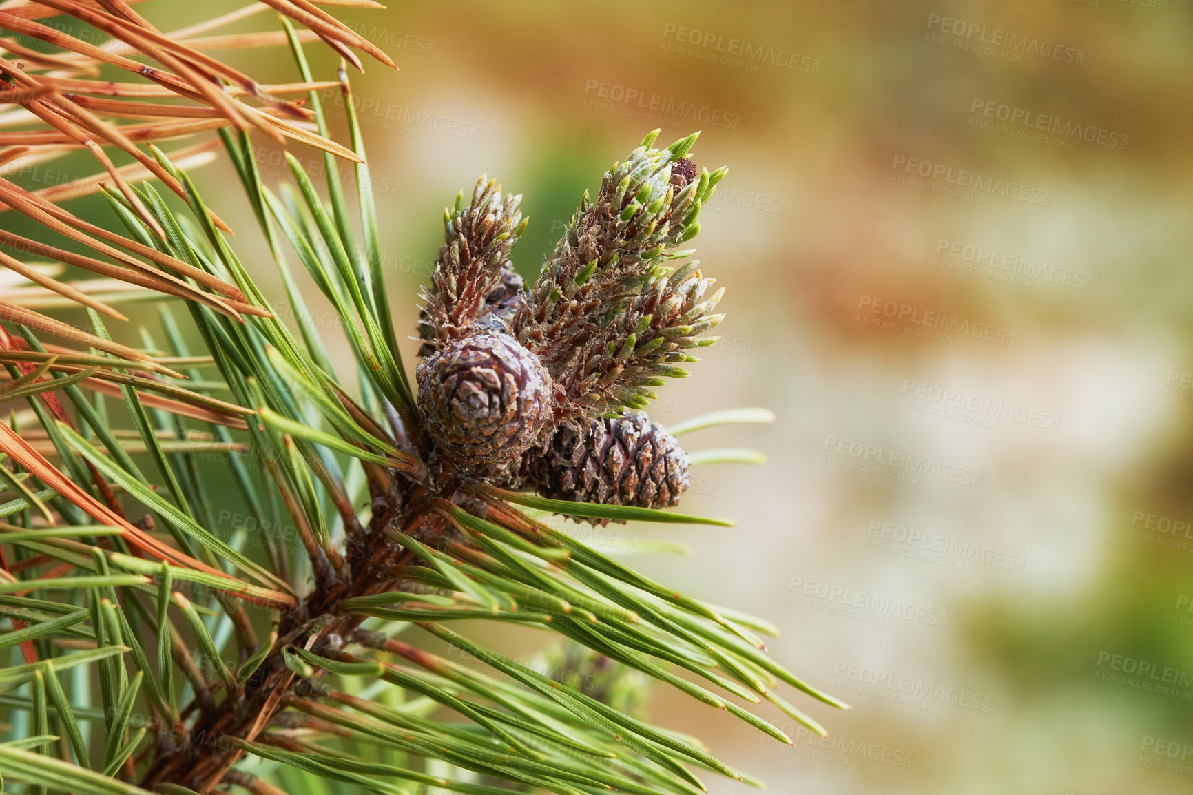 Buy stock photo Closeup of pine cones hanging on a fir tree branch with a bokeh background in the countryside of Denmark. Green needles on a coniferous cedar plant or shrub in remote nature reserve, forest or woods