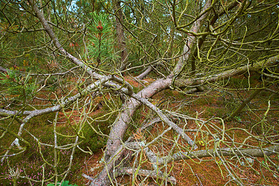 Buy stock photo View of old dry pine trees in the forest. Fallen pine trees after a storm or strong wind leaning and damaged. Green moss or algae growing on tree trunks in a remote nature landscape in Denmark