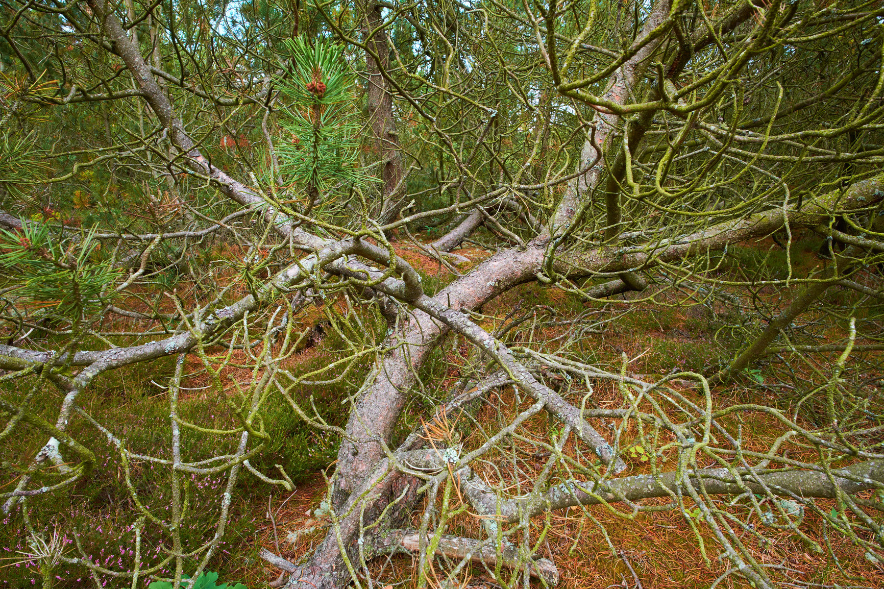 Buy stock photo View of old dry pine trees in the forest. Fallen pine trees after a storm or strong wind leaning and damaged. Green moss or algae growing on tree trunks in a remote nature landscape in Denmark