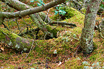 Pine trees in Denmark