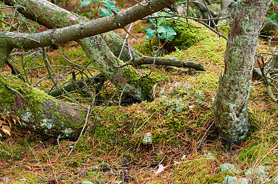 Buy stock photo View of old dry pine trees in the forest. Fallen pine trees after a storm or strong wind leaning and damaged. Green moss or algae growing on tree trunks in a remote nature landscape in Denmark