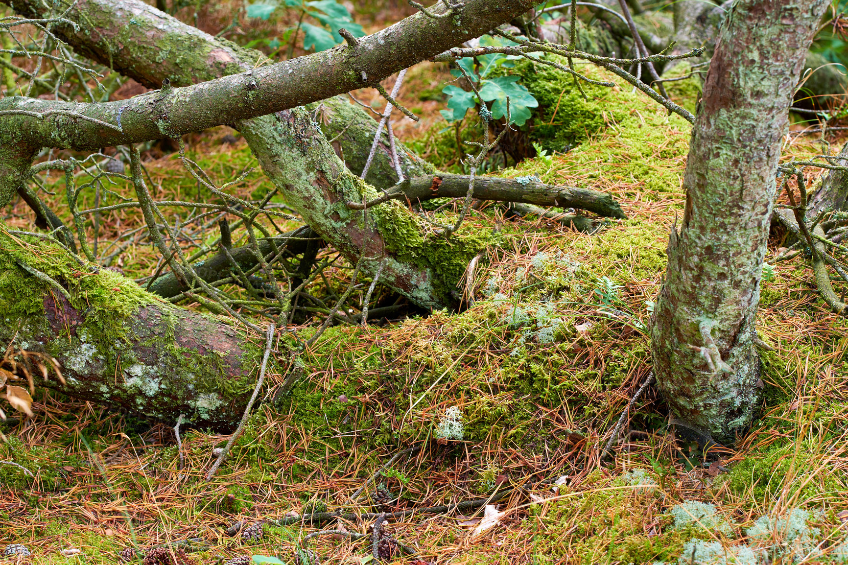 Buy stock photo View of old dry pine trees in the forest. Fallen pine trees after a storm or strong wind leaning and damaged. Green moss or algae growing on tree trunks in a remote nature landscape in Denmark