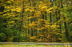 Hardwood forest - Denmark