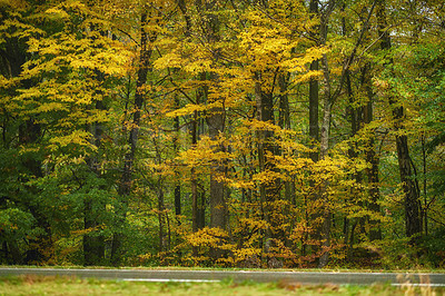 Buy stock photo Hardwood forest uncultivated - Denmark